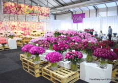 Deel van het assortiment van GreenWorks.